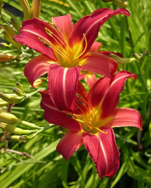 Day lily, orange day-lily (Hemerocallis fulva), also brown-red day lily or signalman-day lily, Day lily, yellow-red day lily, also puce day lily or signalman-day lily