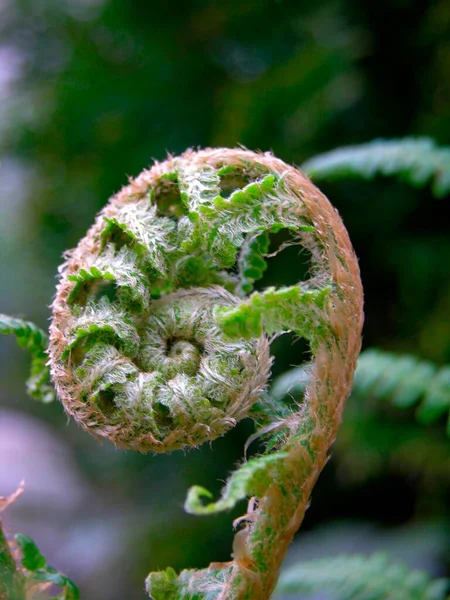 Fern New Sprout Closeup — Stock Photo, Image