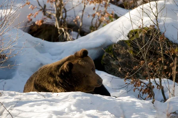 Європейський Коричневий Ведмідь Ursus Arctos Коричневий Ведмідь Корпус — стокове фото