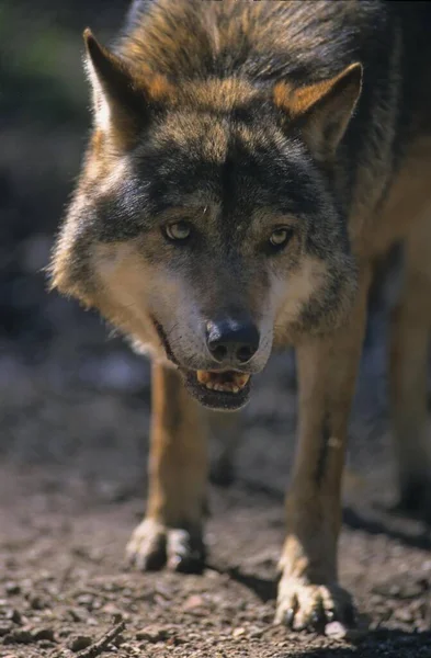 Evropský Šedý Vlk Canis Lupus Vlk — Stock fotografie