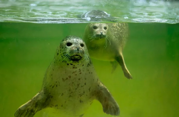 Harbor seals (Phoca vitulina) under water, seal