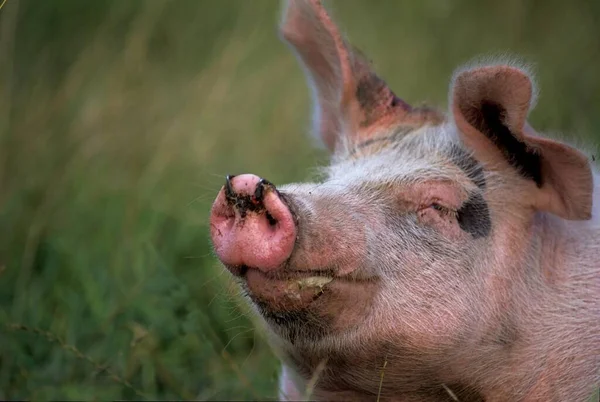 Pig Sus Scrofa Domestica — Stock Photo, Image