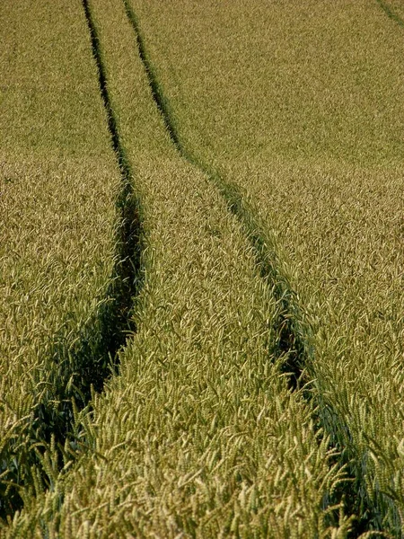 Пшеничное Поле Тракторной Дорожкой — стоковое фото