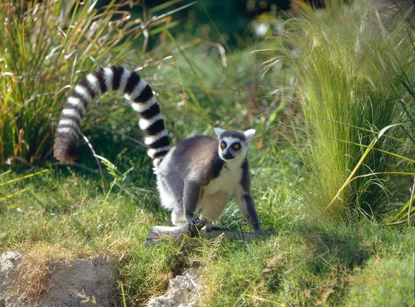 Λαιμούρ Κυκλική Ουρά Lemur Catta Μισός Πίθηκος Λαιμούρ Κυκλική Ουρά — Φωτογραφία Αρχείου