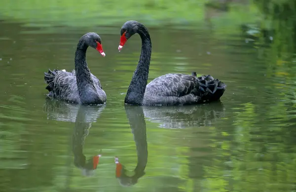 Mourning Swan Black Swan Cygnus Atratus — Stock Photo, Image