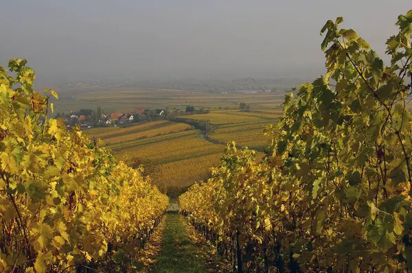 Ряды Виноградных Лоз Осенней Окраске Поселением Заднем Плане Пфальц — стоковое фото