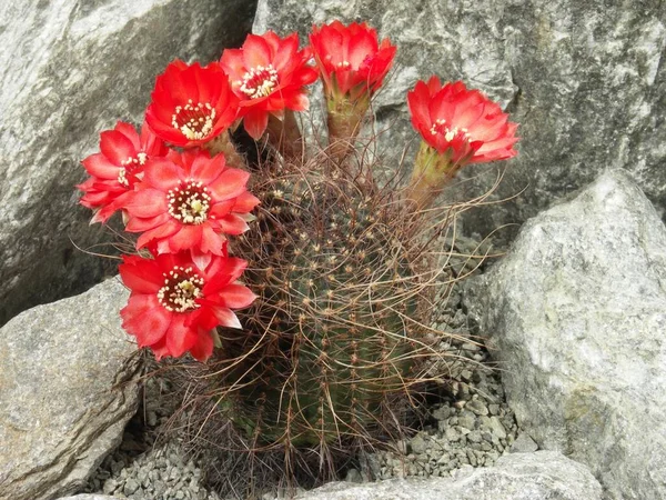 Lobivia saltensis, cactus, cactus plant with blossoms, new name: Echinopsis saltensis, cactus, cactus plant with blossoms, new name: Echinopsis saltensis