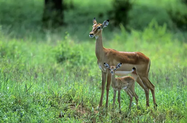 Impala Aepyceros Melampus Ook Zwartharige Antilopen Met Welpen — Stockfoto