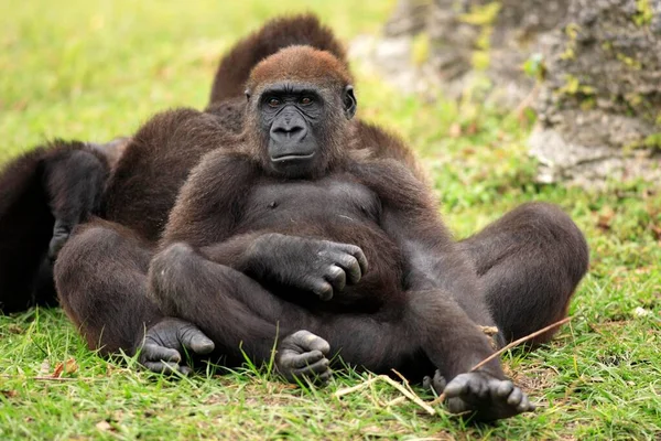 Gorila Occidental Gorila Gorila Tierras Bajas Gorila Joven Descansando Descansando —  Fotos de Stock
