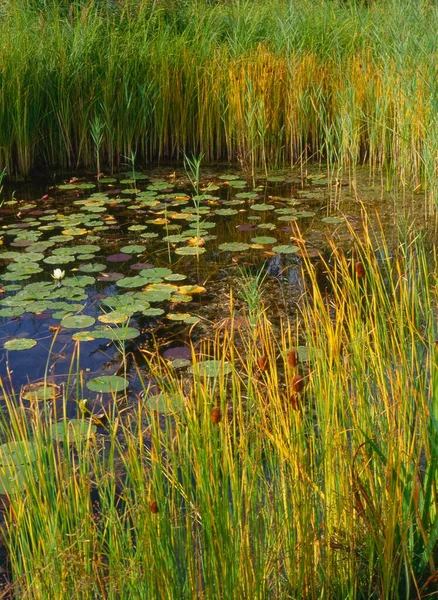 Pond Water Lily Europeiskt Vitvattenslilja Nymphaea Alba — Stockfoto