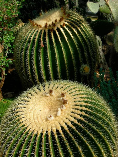 Goldener Ball Echinocactus Grusonii Kaktus Goldener Kugelkaktus Schwiegermutterstuhl Schwiegermuttersitz Goldener — Stockfoto