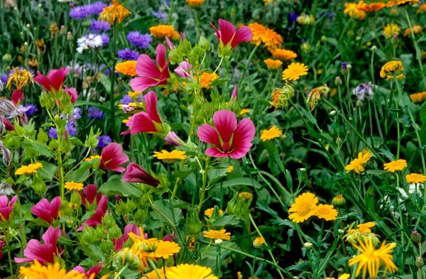 Prado Flores Verão Com Diferentes Tipos Ervas Selvagens Flores Campo — Fotografia de Stock