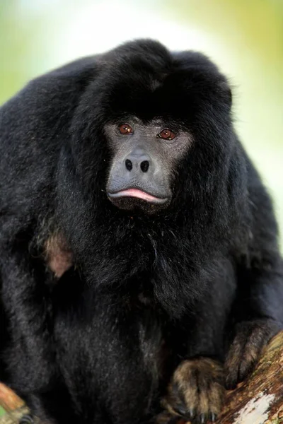 Czarny Wycie Alouatta Caraya Portret Dorosły Mężczyzna Black Howler Monkey — Zdjęcie stockowe