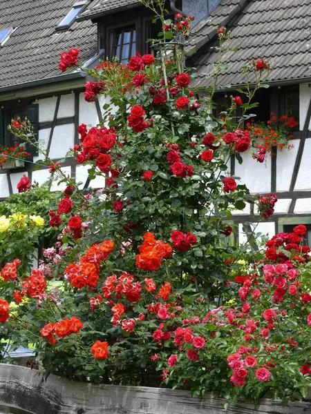 Михельбах Гаграми Шварцвальд Половина Деревянного Дома Розовым Садом — стоковое фото