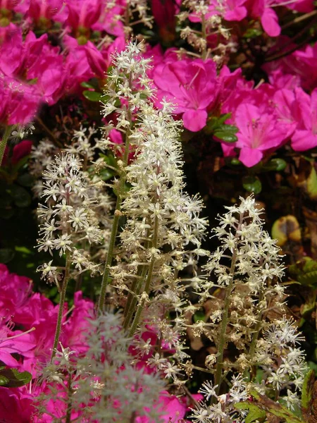 Floare Spumă Capsulă Turbank Lumânare Spumă Sau Iarbă Spumă Tiarella — Fotografie, imagine de stoc