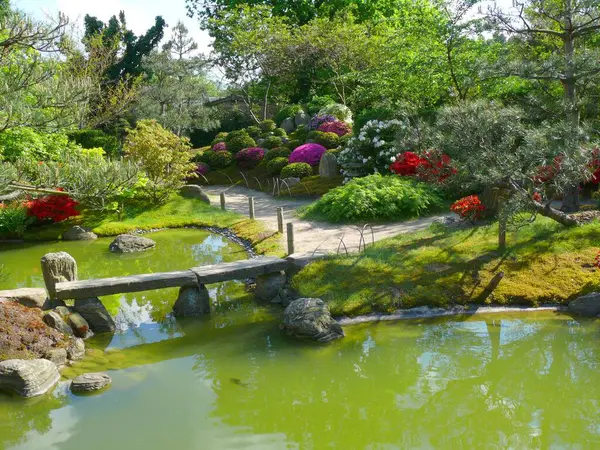 Azaleas 日本盆景花园 位于美国德克萨斯州 Schwilowsee Ferch Brandenburg — 图库照片