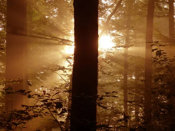 Maulbronn Mist Het Bos Met Achtergrondverlichting Van Zonlicht — Stockfoto