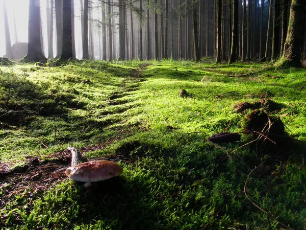 Frühmorgens Wald — Stockfoto