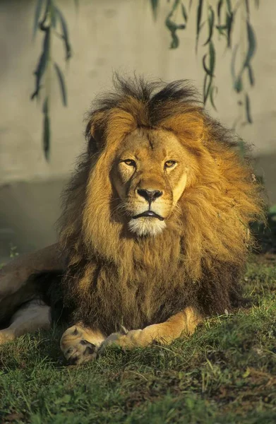 Leão Panthera Leo Leão Majestoso — Fotografia de Stock