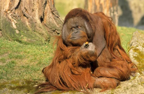 Orangutan Pongo Mężczyzna Orangutan Zoo Berlin — Zdjęcie stockowe