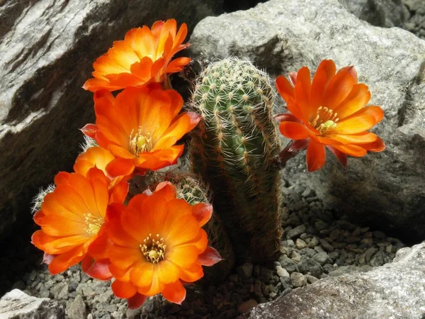 Rebutia friedrichiana, cactus, cactus plant with blossoms, cactus, cactus plant with blossoms