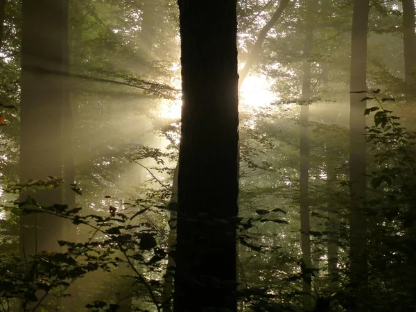 Maulbronn Brouillard Dans Forêt Avec Des Rayons Soleil Rétro Éclairés — Photo