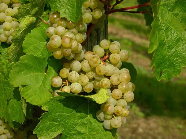 Rijp Witte Druiven Van Wijnstok — Stockfoto