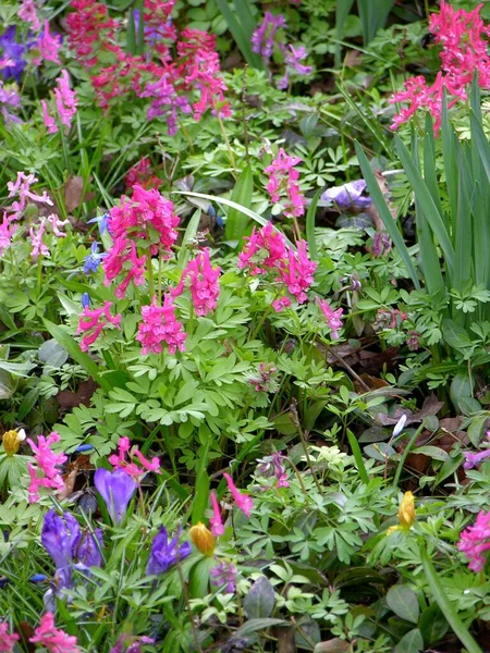 Różne Wiosenne Kwiaty Lesie Łąka Kwiatowa Dzikie Kwiaty Różne Wiosenne — Zdjęcie stockowe