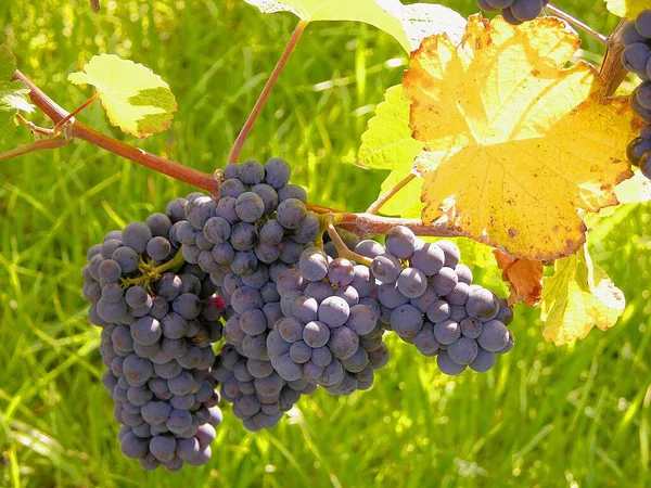 Üzüm Üzümlü Kırmızı Şarap — Stok fotoğraf