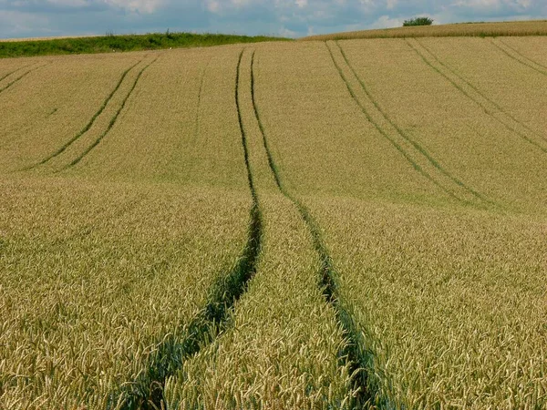 Пшеничне Поле Тракторами — стокове фото