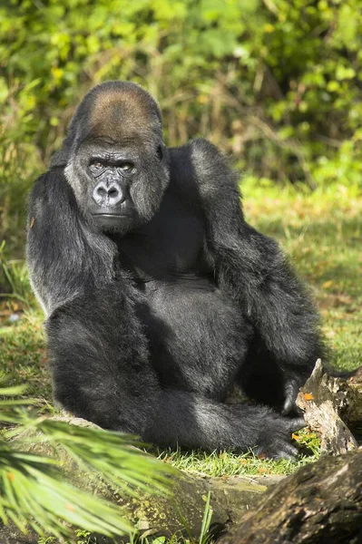 Gorila Ocidental Gorila Gorila Florida Usa Macaco Gorila Liso Macaco — Fotografia de Stock