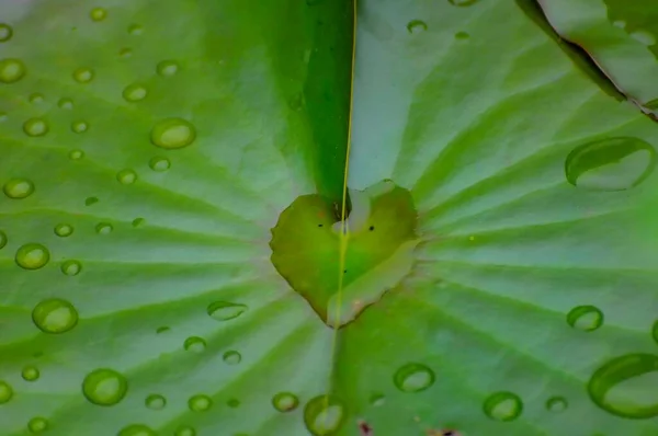Herz Aus Wasser Lilienkissen — Stockfoto