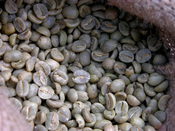 Arap Kahvesi Caffea Arabica Yeşil Kahve Çekirdekleri — Stok fotoğraf