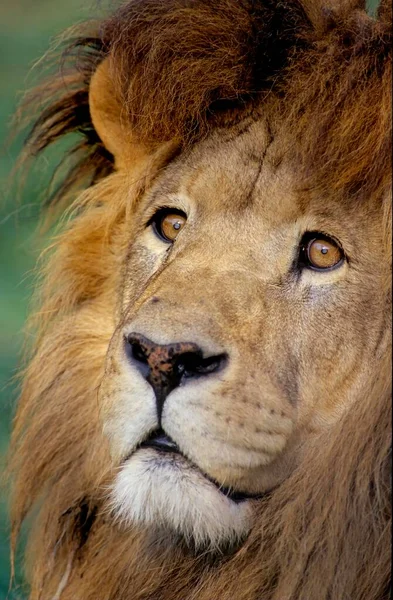 Лев Panthera Leo Величественный Лев — стоковое фото