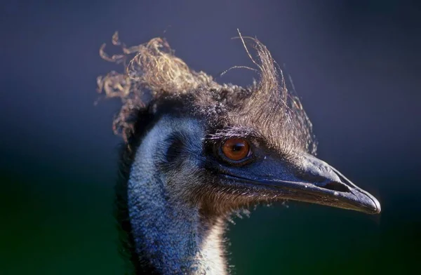 Emu Dromaius Novaehollandiae Zbliżenie — Zdjęcie stockowe