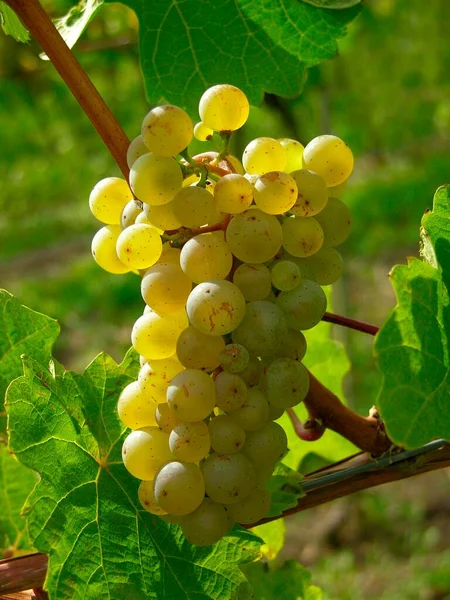 成熟的白葡萄 — 图库照片