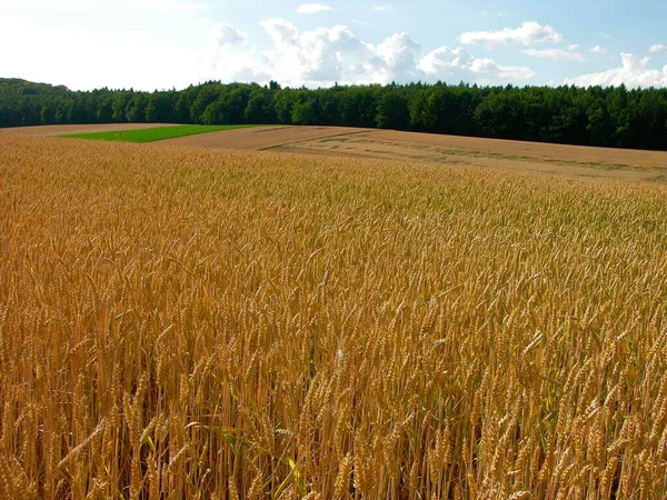 森の端にあるさまざまな穀物畑 小麦畑 — ストック写真