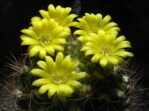 Weingartia Riograndensis Cactus Plant — Stock Photo, Image