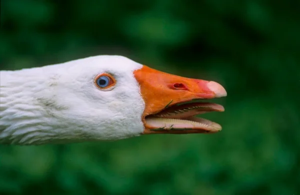 White Fronted Goose Anser Anser — Stock Photo, Image