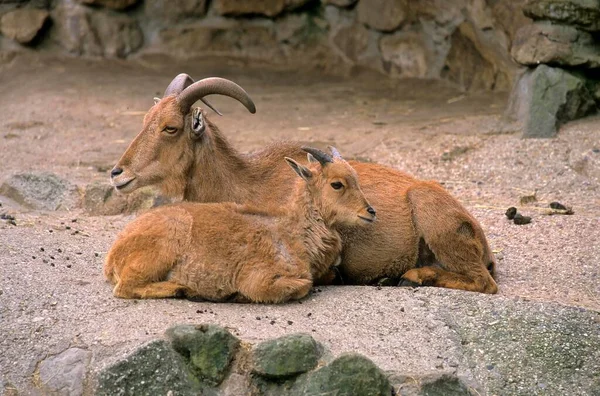 Berber Koyunlar Ammotragus Lervia Berber Koyunlar Aoudad Rheine Hayvanat Bahçesi — Stok fotoğraf