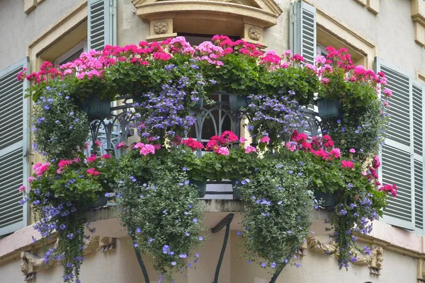 France Elsace Colmar City Centre Old Town Beautiful Balcony Flowering — стоковое фото