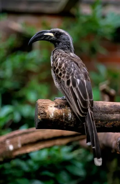 Grey Hornbill African Grey Hornbill Tockus Nasutus Grey Hornbill — Stock fotografie