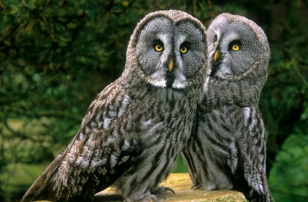 Great Grey Owl Strix Nebulosa Pair — Stock Photo, Image