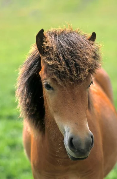 Portrait Young Pony — Stock Photo, Image