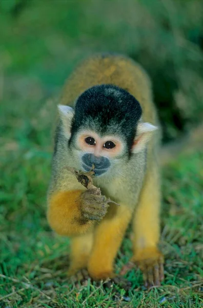 Eichhörnchen Affe Oder Eichhörnchen Affe Auf Nahrungssuche Eichhörnchen Affe Saimiri — Stockfoto