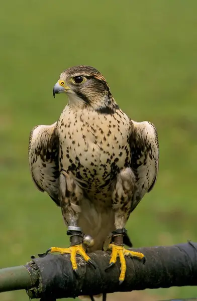 Saker Falcon Falco Cherrug Saker Saker Falcon — Stock Photo, Image