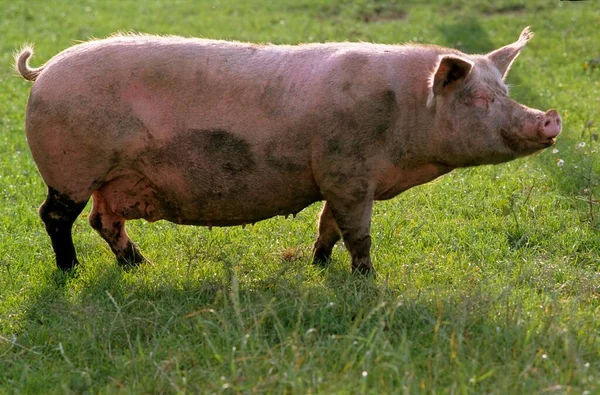 Porco Sus Scrofa Domestica — Fotografia de Stock