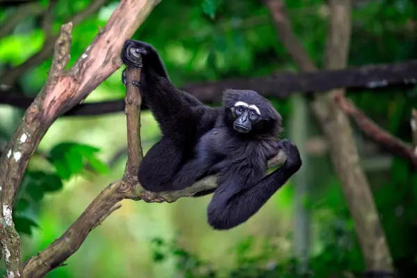 Schwarzhändiger Gibbon Hylobates Agilis Gibbon Erwachsen Auf Baum Dunkelhändiger Gibbon — Stockfoto
