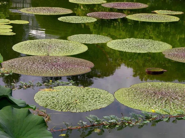 Wilhelma Zoologiska Och Botaniska Trädgårdar Stuttgart Exotic Water Lily Pond — Stockfoto