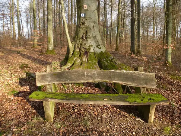 Près Maulbronn Banc Bois Dans Forêt Hiver — Photo